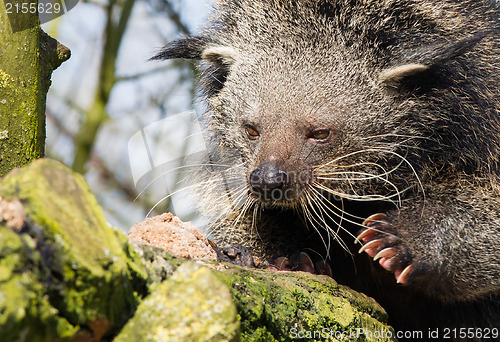 Image of Close-up of a Binturong