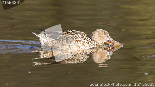 Image of Northern Shoveler (Anas clypeata)