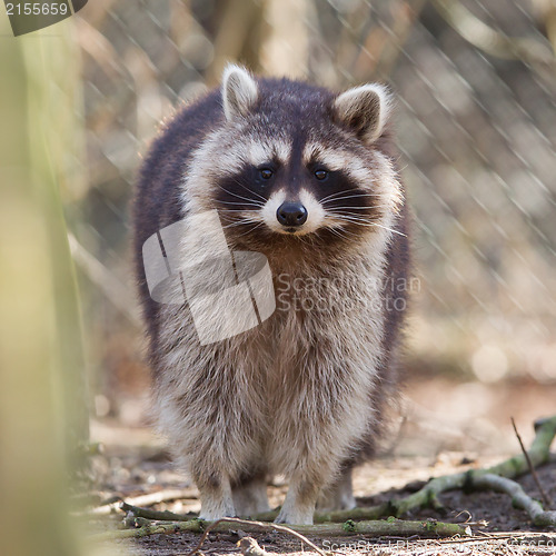 Image of Curious racoon in captivity