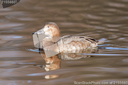 Image of Gadwall (Anas strepera) swimming