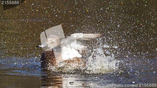 Image of Single duck is washing herself