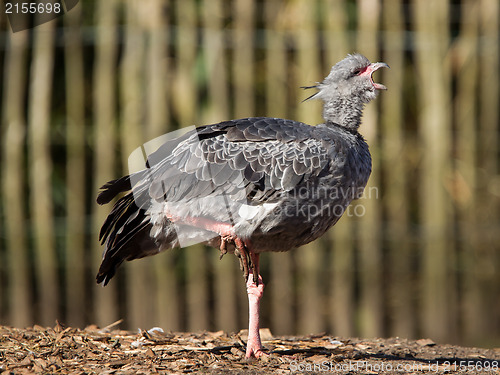 Image of Close-up of a Southern Screamer