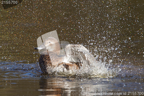 Image of Single duck is washing herself