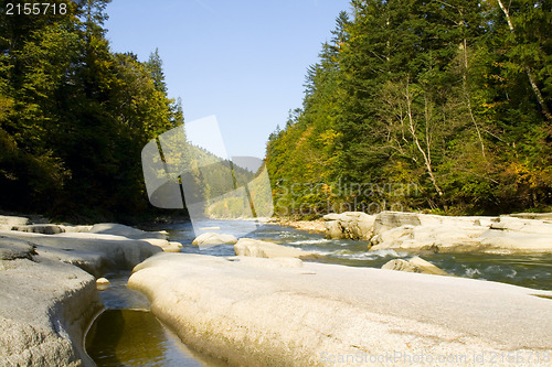 Image of River in the forest