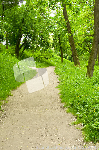 Image of Spring forest path