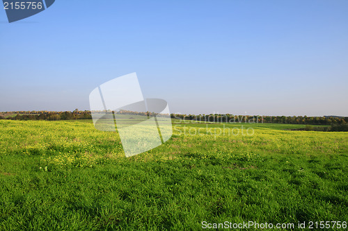 Image of Green field with blue sky