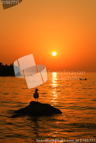 Image of Sunset near the sea with bird on the rock