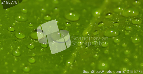 Image of Green leaf with drops of water