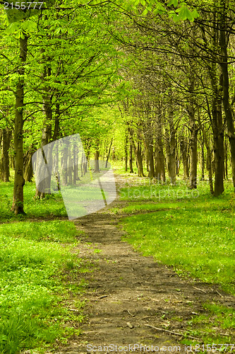 Image of Green forest path