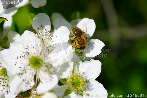 Image of Apple blossom with bee on it