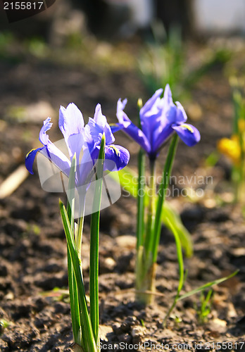 Image of Blue Crocus