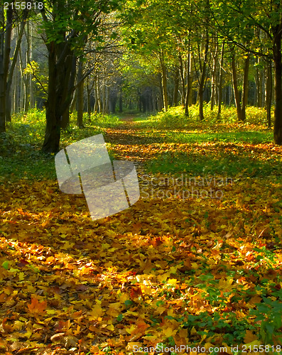 Image of Autumn forest path