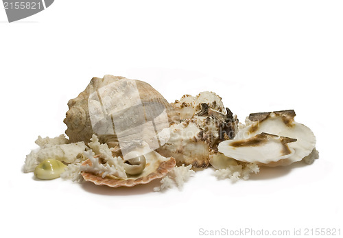 Image of Group of sea shells and corals isolated