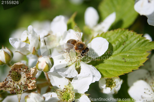 Image of Apple blossom with bee on it