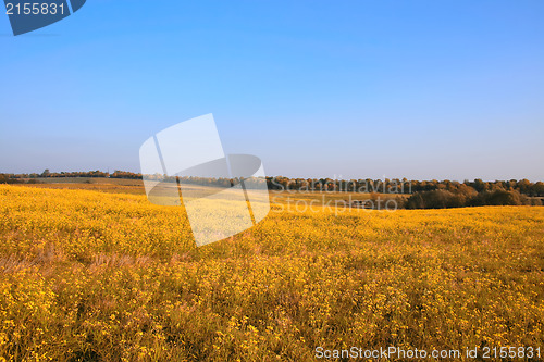 Image of Autumn field with blue sky