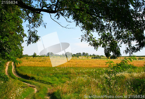 Image of Green field with path near the forest