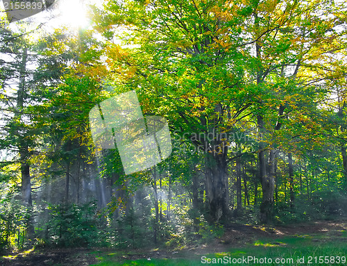 Image of Forest with rays of light