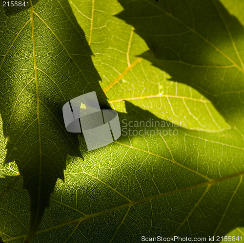 Image of Macro photo of green leaves