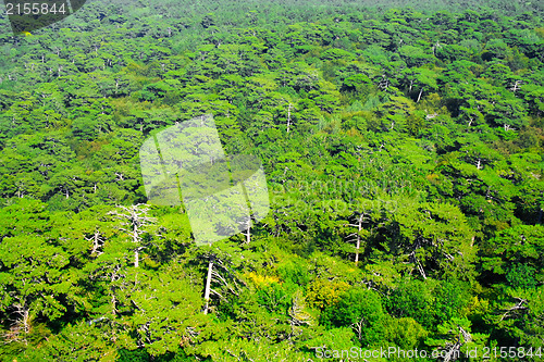 Image of Aerial view of a green mountain forest