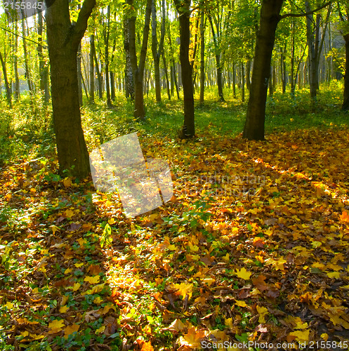 Image of Autumn forest path