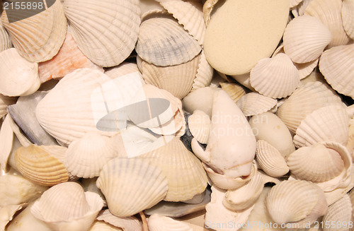 Image of Sea shells background