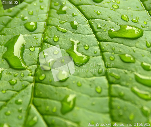 Image of Green leaf with drops of water