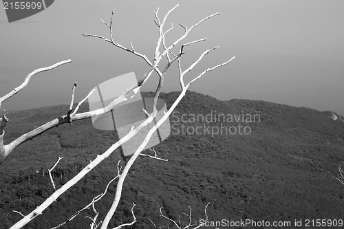 Image of Tree on the top of the mountain