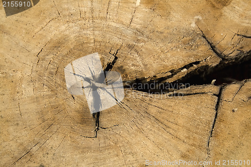 Image of Old wood texture