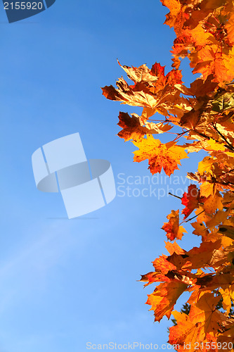 Image of Autumn leaves with blue sky