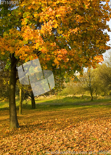 Image of Under the autumn tree