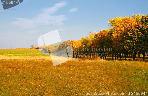 Image of Autumn trees cool perspective