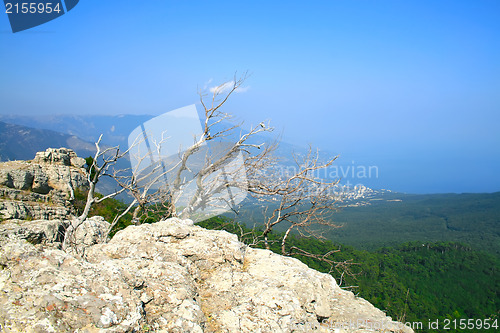 Image of Tree on the top of the mountain