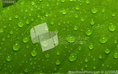 Image of Green leaf with drops of water