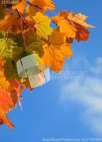 Image of Autumn leaves with blue sky