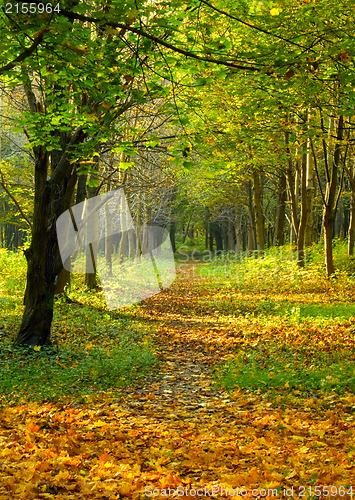 Image of Autumn forest path