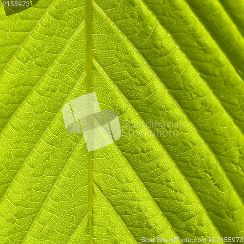 Image of Green leaf macro shot