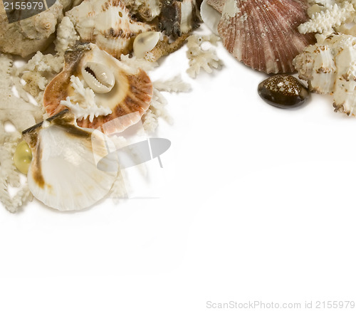 Image of Group of sea shells and corals isolated