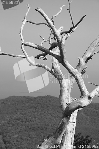 Image of Tree on the top of the mountain