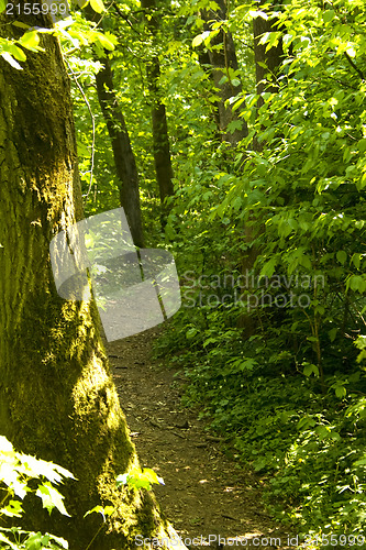 Image of Forest path