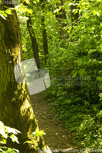 Image of Forest path