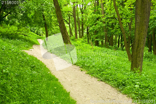 Image of Spring forest path