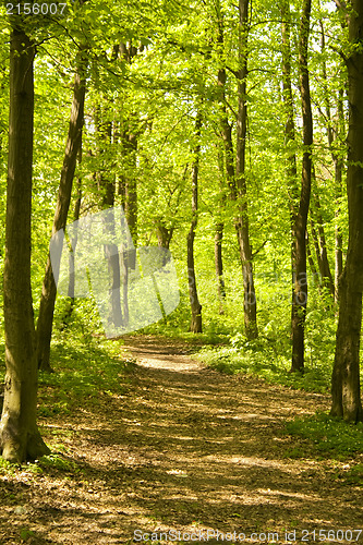 Image of Autumn forest path