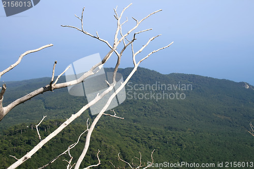 Image of Tree on the top of the mountain