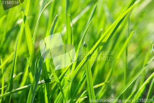 Image of Green grass