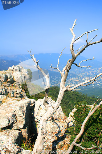 Image of Tree on the top of the mountain