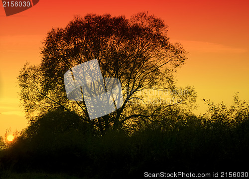 Image of Tree at sunset