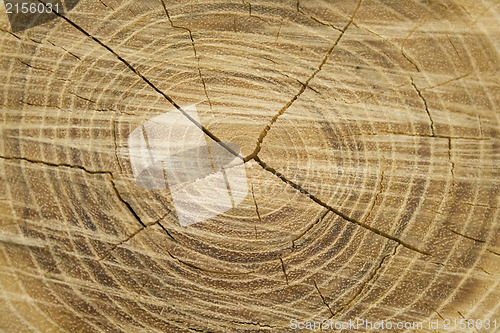 Image of Old wood texture