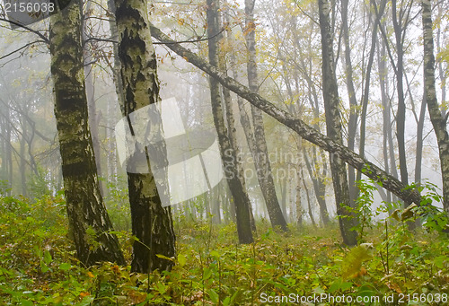 Image of Autumn birch forest path during misty morning