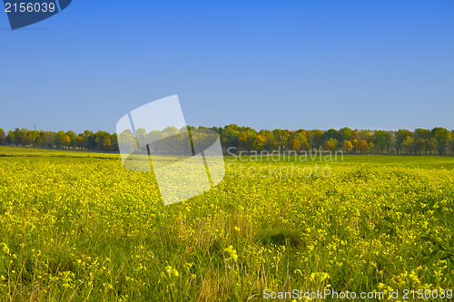 Image of Green field with blue sky