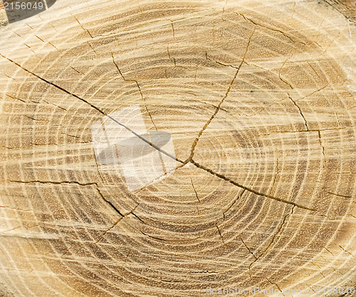 Image of Wood texture